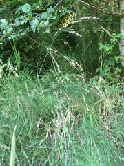 Glyceria elata