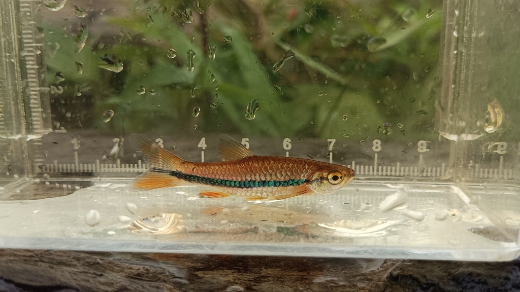 Rasbora einthovenii (Rasbora einthovenii)