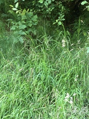 Glyceria elata