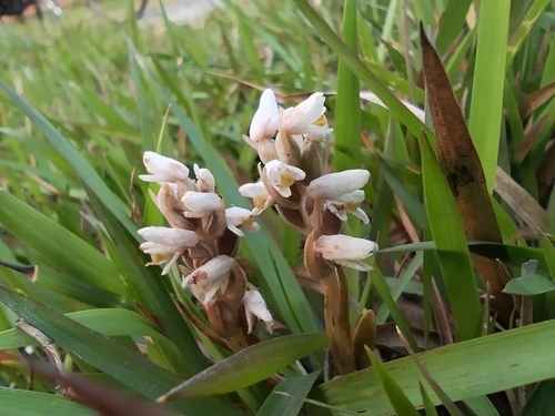 centipede grass orchid