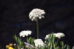 Angelica hendersonii