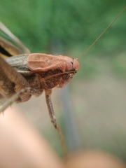 Platycleis intermedia