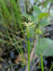 Eleocharis robbinsii