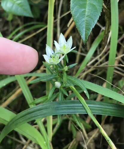 East Asian swertia (Swertia japonica)