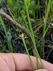 Eleocharis robbinsii