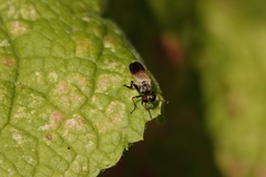 Eudioctria sackeni