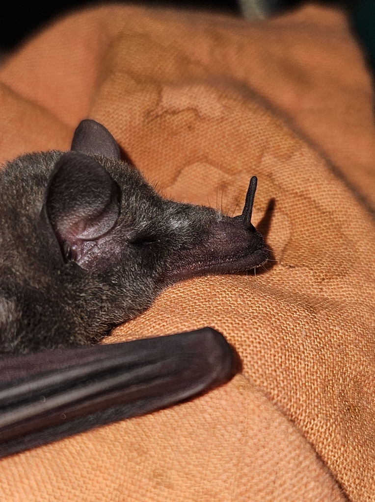Vieira's Long-Tongued Bat