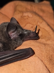 Vieira's Long-Tongued Bat photo 1