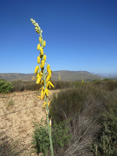 Albuca clanwilliamae-gloria