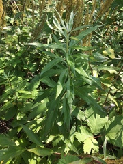 Artemisia suksdorfii