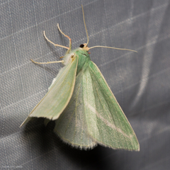 Chlorosea margaretaria