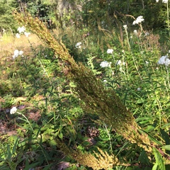 Artemisia suksdorfii