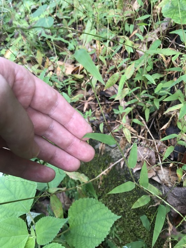 Image of Microstegium japonicum by no rights reserved
