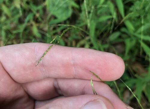 East Asian glabrate browntop (Microstegium japonicum)