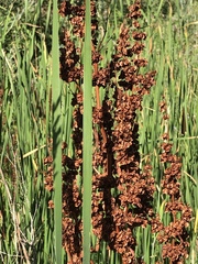 Rumex crispus