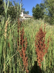 Rumex crispus
