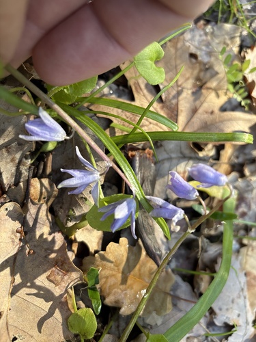 Morris squill (Scilla morrisii)