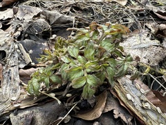 Arznei-Engelwurz (Angelica archangelica): Herkunft und Verwendung — Foto 3