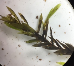 Fontinalis hypnoides