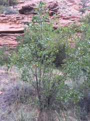Fraxinus anomala