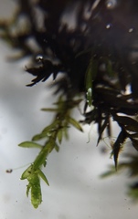 Fontinalis hypnoides