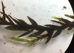 Fontinalis hypnoides