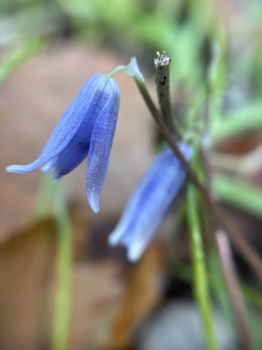 Morris squill (Scilla morrisii)