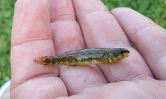 Etheostoma zonale