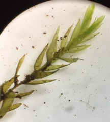 Fontinalis hypnoides