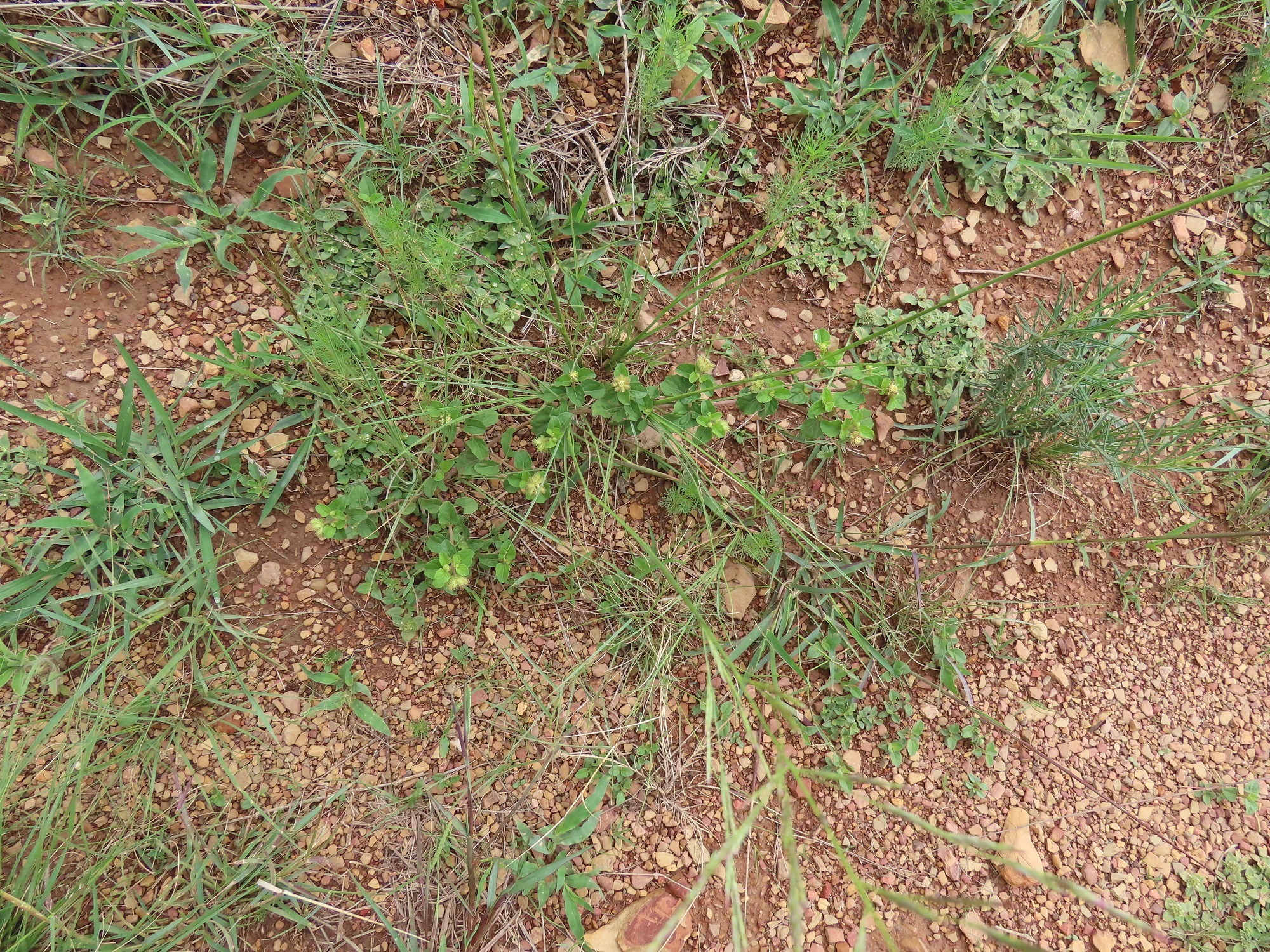 Imagem de Carrapicho-de-carneiro