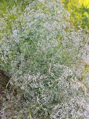 Gypsophila paniculata