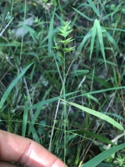 Chasmanthium ornithorhynchum
