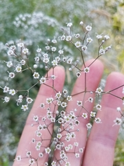 Gypsophila paniculata