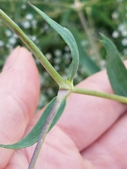 Gypsophila paniculata