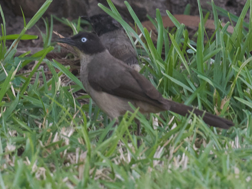 Blackcap Babbler (Turdoides reinwardtii), photo 3
