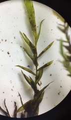 Fontinalis hypnoides