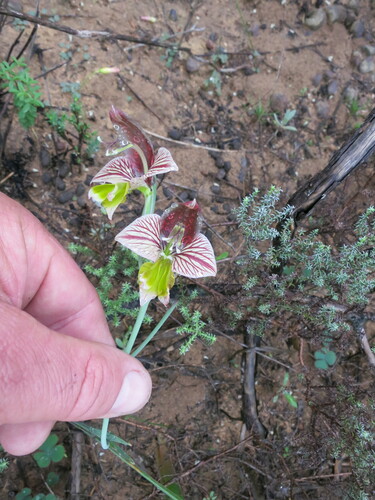 Painted Kalkoentjie (Gladiolus watermeyeri)