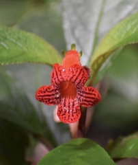 Kohleria inaequalis