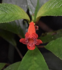 Kohleria inaequalis