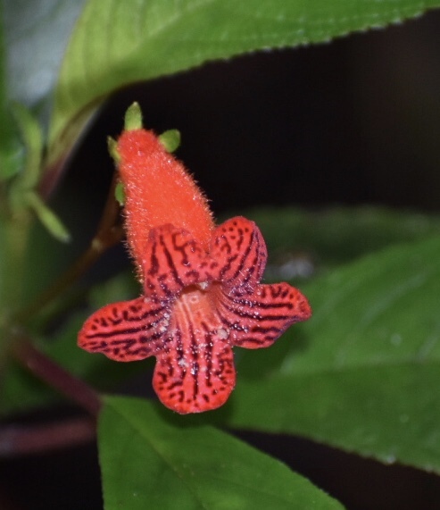 Kohleria inaequalis