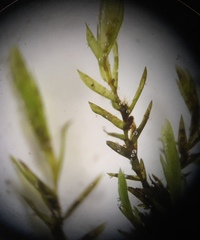 Fontinalis hypnoides