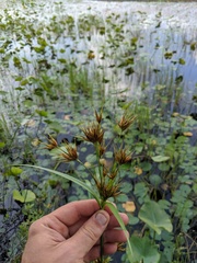 Rhynchospora macrostachya