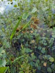 Rhynchospora macrostachya