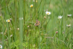 Phyciodes pallescens