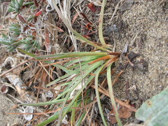 Armeria maritima californica