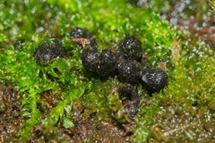 Xylaria tuberiformis