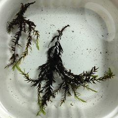 Fontinalis hypnoides