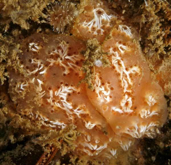 Northern Sea Pork