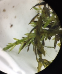 Fontinalis hypnoides