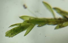 Fontinalis hypnoides